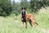 MALINOIS 789